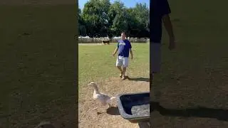 Mike found McAllister… 😏#fluffyfeatherfarm #goose #surpriseAnimals #surprise #farmanimals #funny