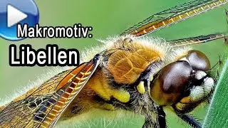 Makromotiv Libellen - finden und fotografieren!