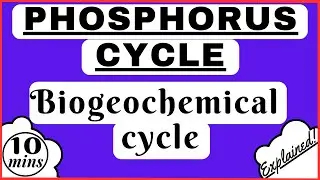 Phosphorus Cycle | Weathering - Phosphorus Absorption - Return of Phosphorus | Biogeochemical Cycle