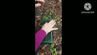 How many rats we set free after catching them