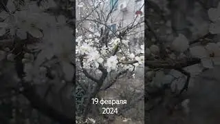 Дивноморское цветёт 2024