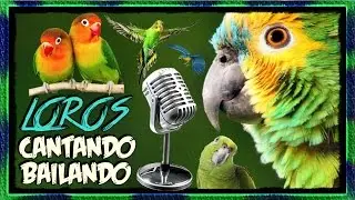 Loros Cantando & Bailando |  Recopilación en Español :.