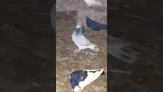 #армянский мраморный молодой самец #pigeon 🇦🇲✌️