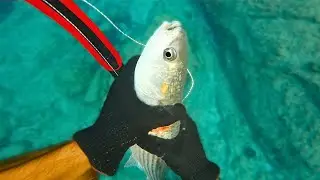 SPEARED A Monster Golden Mullet!