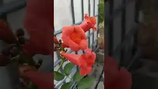 жёлтый кампсис #редкийсорткампсиса