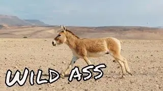 פרא /  Asian Wild Ass , onager 4K
