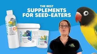The Best Supplements for Bird Seed