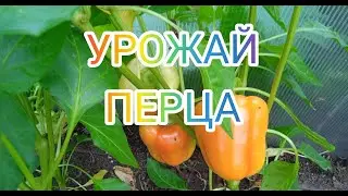Перец ВОРОНЕЖСКИЙ от Якова
