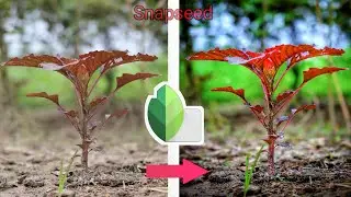 Snapseed Color Editing | Snapseed Editing 2020 | Snapseed Mobile Edit  