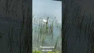 Лебедь приплыл к нам В гости на Озере!