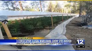 Police discover three illegal grow sites in Klamath County