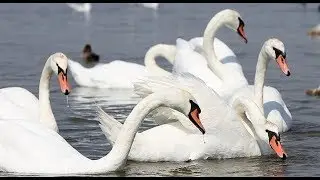 Crimean swan lake