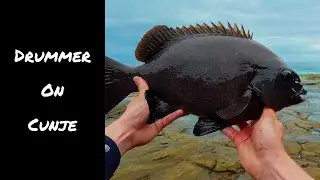 Big Pigs in the Wash | Rock Blackfish on Cunjevoi