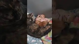 Weasley Kittens Update 23   Bath Time