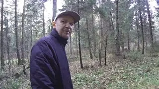 Why Our Dacha Forest Was Cut Down / Rumors Appeared / Different Russia