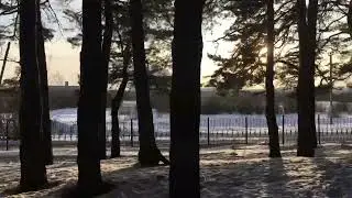 Тюмень лесопарк Гагарина
