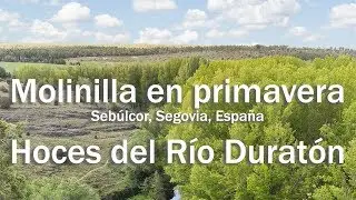 Molinilla en primavera