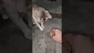 cat blanket and friends want fried chicken