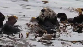 Playful sea otter
