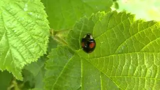 LOVELY LADYBUG ^^