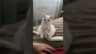 Кошка икает | #Shorts