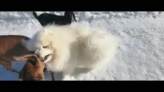 Весна! Козы как дети)))