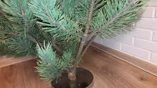 ЛАЙФХАК : Как УСТАНОВИТЬ ЕЛКУ дома
