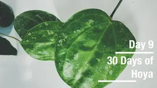 Hoya latifolia | 30 Days of Hoya - 9 of 30