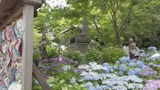 Tokyo walking tour: Hasedera temple in Kamakura during hydrangea season.