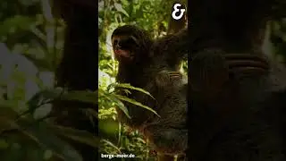 Pura Vida in Costa Rica 🦥  | Berge & Meer