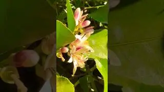 iPhone 15 Plus Zoom
