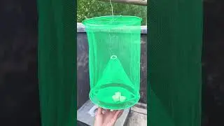 If you have flies at home, try this #fly trap, and you can catch all the annoying flies #shorts