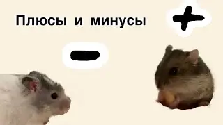 Плюсы и минусы хомяков ￼
