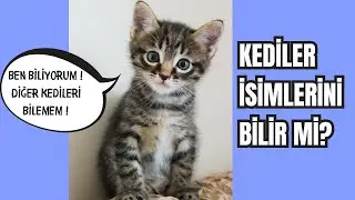 Kediler Kendi İsimlerini Tanır mı? | Bilimsel Gerçekler ve Şaşırtıcı Sonuçlar!