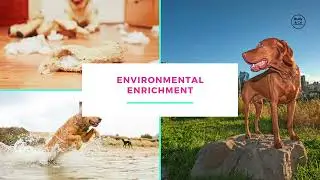 Environmental Enrichment for Dogs #dogenrichment #canineenrichment