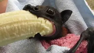 Stupid Bat Chewing Loudly