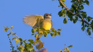 Cassin's Kingbird Calling