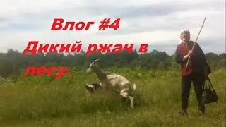 Дикий ржач в лесу - Влог №4