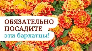 YOU MUST PLANT THESE MARIGOLDS!