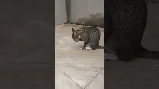 #gatos