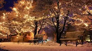 Christmas, Trees, Snow, Royalty Free Stock Video, 4K
