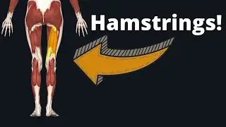 How to Draw the Hamstrings - Anatomy for Artists