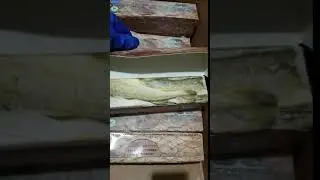 Навага дальневоточная
