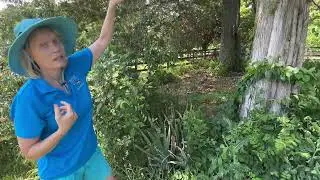 Why Weeds Grow Under Trees