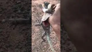 Ящерица играет в догонялки