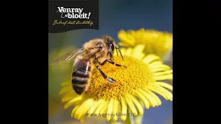 Venray bloeit, 't is er volop genieten, voor lekker slapen ga je naar ZieZo.
