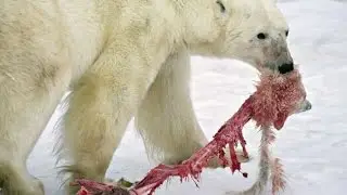 медведь напал на собак