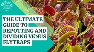 The Ultimate Guide to Repotting and Dividing Venus Flytraps
