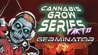 Germinating Marijuana Seeds - Pink Lemonade and Headband