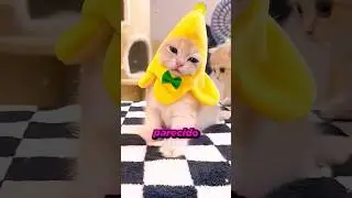 THIS KITTEN RESCUE HAD THE FUNNIEST ENDING! 😂